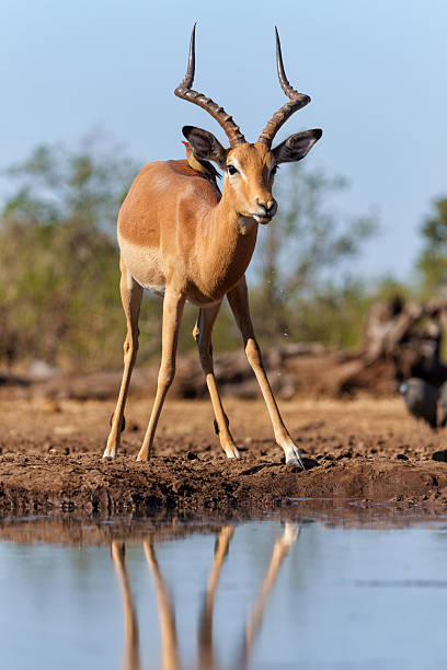 istock Impala drinking in Mashatu Game Reserve in the Tuli Block in Botswana 2236694928