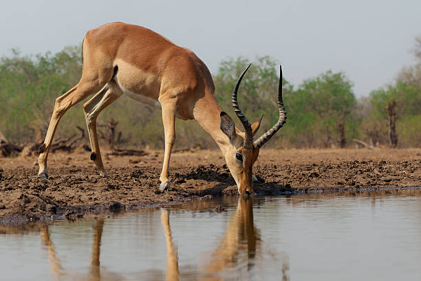 istock Impala drinking in Mashatu Game Reserve in the Tuli Block in Botswana 2236694987