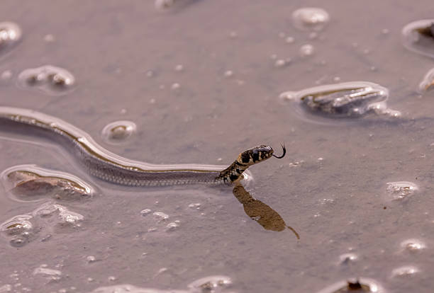 A small water snake in a lake