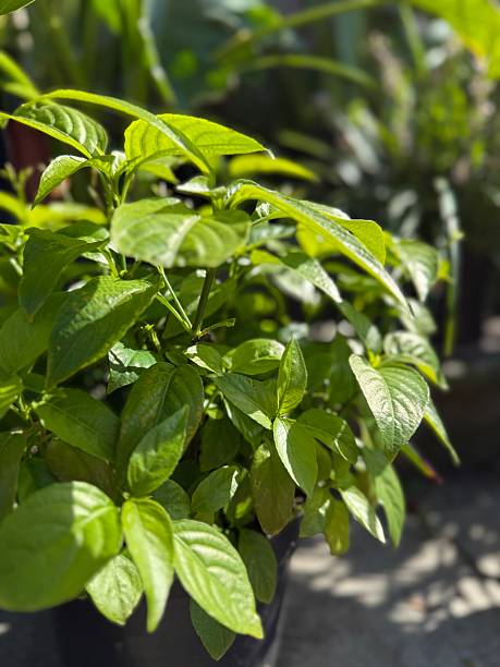 istock Green basil leaves growing in sunlight, suitable for culinary themes and natural backgrounds 2236697472