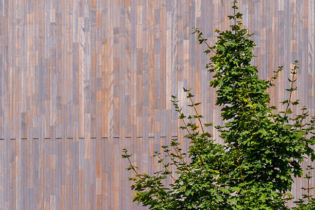 Germany, Berlin, Charlottenburg, August 22, 2025 - A single tree in front of a wooden facade