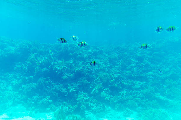 Expansive underwater view showcasing sunlight filtering through clear blue water. Coral formations dominate right side, contrasting open, sandy ocean floor. Calm atmosphere prevails