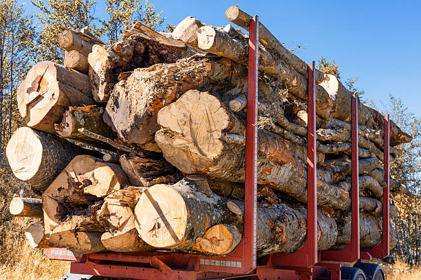 Cut timber logs loaded on a logging truck trailer, depicting the deforestation process and industry