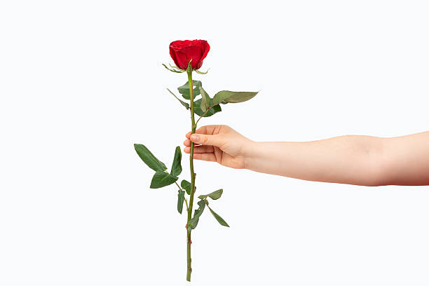 istock woman holding a red rose 2236700914
