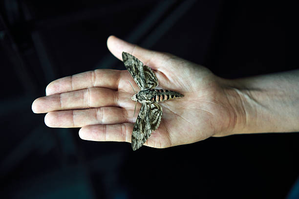Butterfly hawk moth sitting  on woman hand over dark background