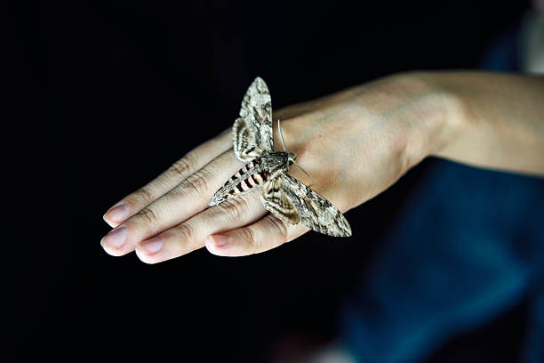 Butterfly hawk moth sitting  on woman hand over dark background