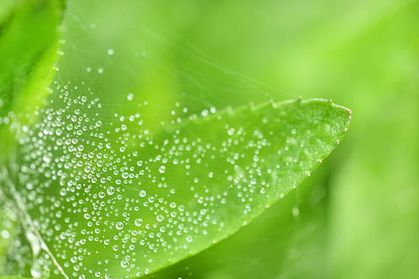 istock Spider web with some water droplets early in the morning. 2236701962