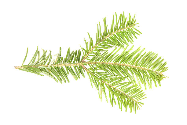 istock Spruce branch isolated on white background. High resolution photo. 2236701976