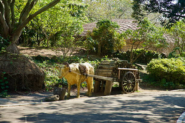 An ox statue is harnessed to a wooden cart stacked with firewood along a lane at Jeju Folk Village, illustrating premodern transport amid trees and stone walls.