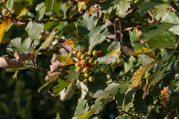 istock Hawthorn tree branches with colorful berries in a natural setting during late summer sunlight 2236703207