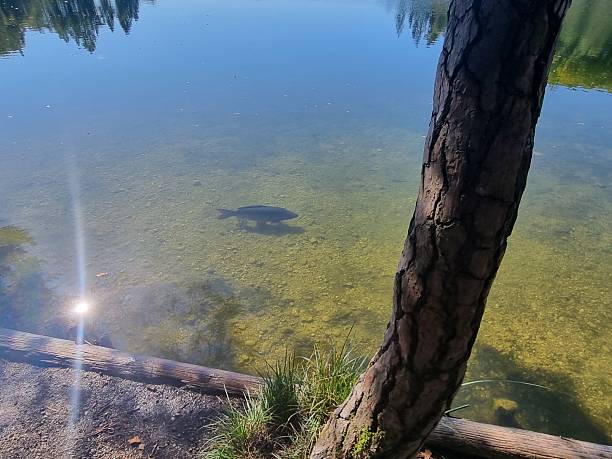 istock Mirror carp from Lake Kessel See 2236711160