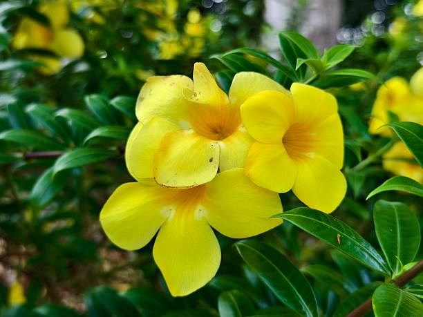 istock Allamanda cathartica flower in the morning 2236711334