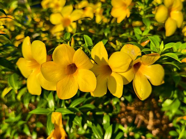 istock Allamanda cathartica flower in the morning 2236711395