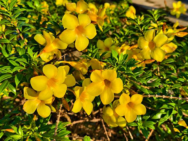 istock Allamanda cathartica flower in the morning 2236711405