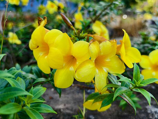 Allamanda cathartica
