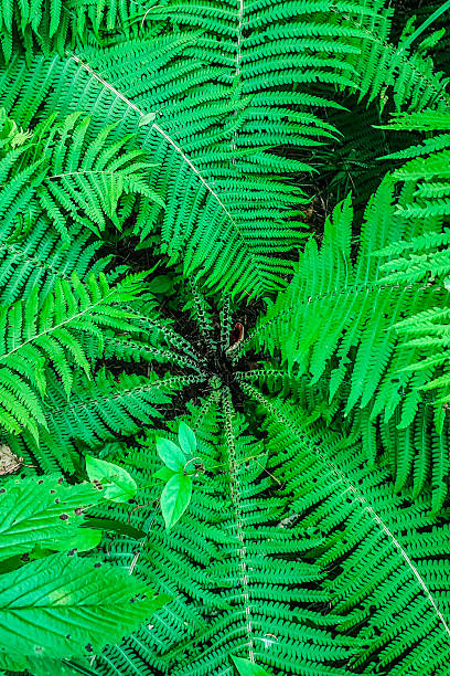 istock Bright green fern leaves. Natural background from a plant texture pattern 2236712739