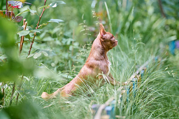 istock Alert chihuahua in lush garden 2236714497