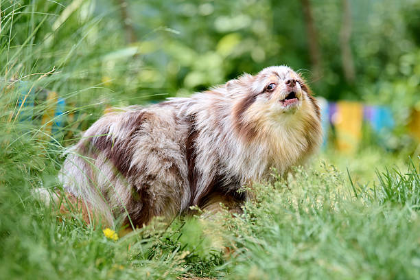 istock Fluffy pomeranian spitz enjoying lush garden stroll 2236714530
