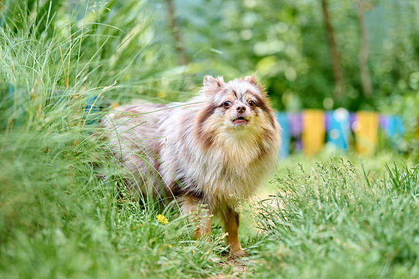 istock Fluffy pomeranian spitz exploring lush garden landscape 2236714561