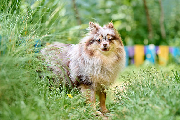 istock Fluffy pomeranian spitz exploring lush garden landscape 2236714565