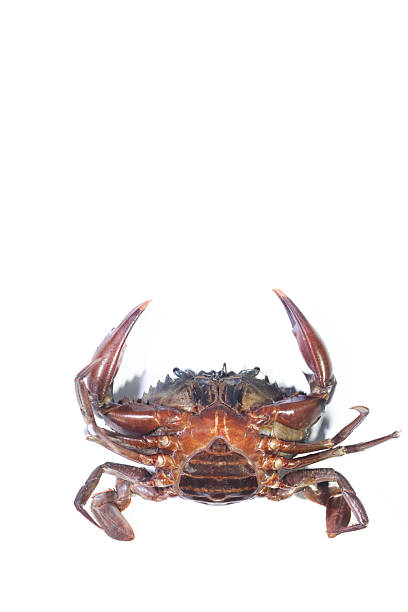 istock Female Mud Crab Lying on Its Back on a White Background 2236714639