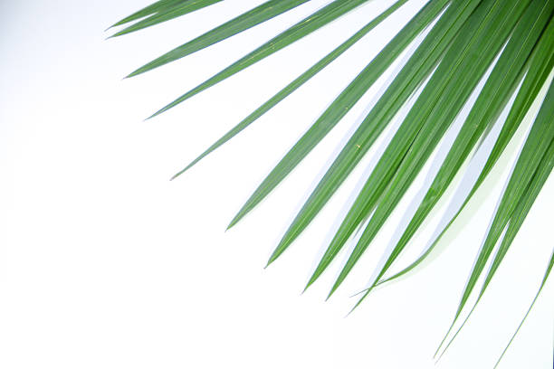 Nipa Palm Leaves on a White Background