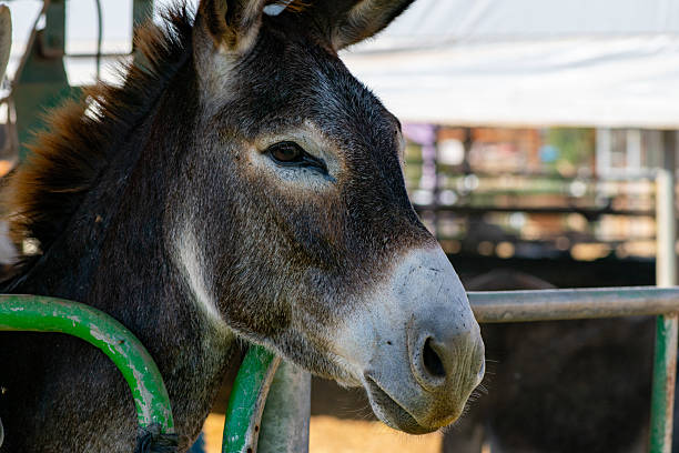 istock Donkeys in Farm Shelter with Human Interaction 2236716061