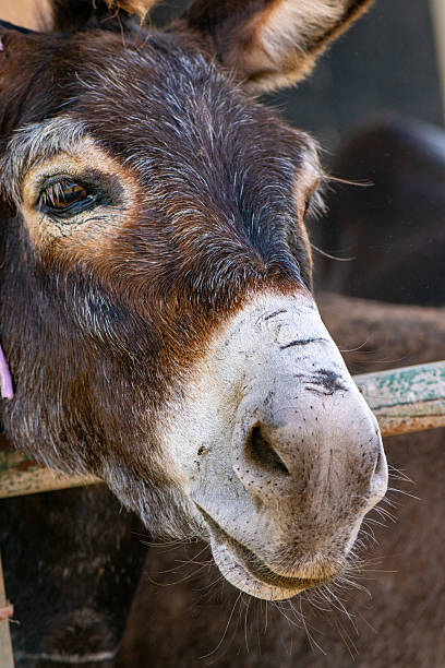 istock Donkeys in Farm Shelter with Human Interaction 2236716218
