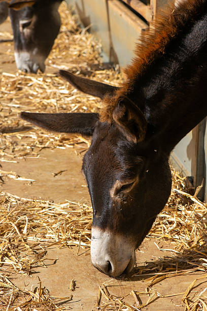 istock Donkeys in Farm Shelter with Human Interaction 2236716909