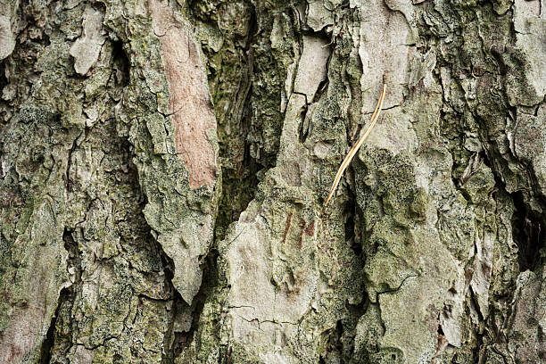 Close-up of the bark of an old pine tree,
