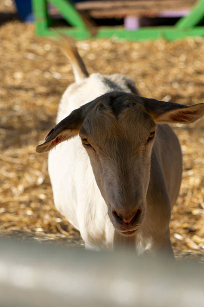 istock Goats in a farm enclosure and rural environment 2236717060