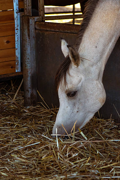 istock Portraits and Stable Views of Horses 2236717153