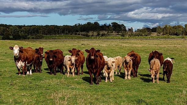 istock English Hereford Cows & Calves Standing In A Row Looking At Camera. 2236718591