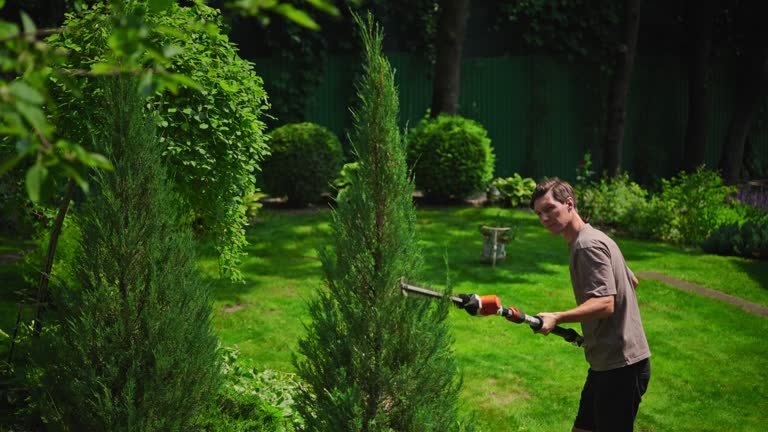 A landscaper uses an extended hedge trimmer to shape a tall, conical arborvitae tree in a lush, green backyard. Surrounded by manicured shrubs and mature trees