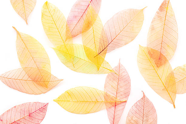 Autumn leaves background. Skeleton leaves on a white background. Fall banner in vibrant colors