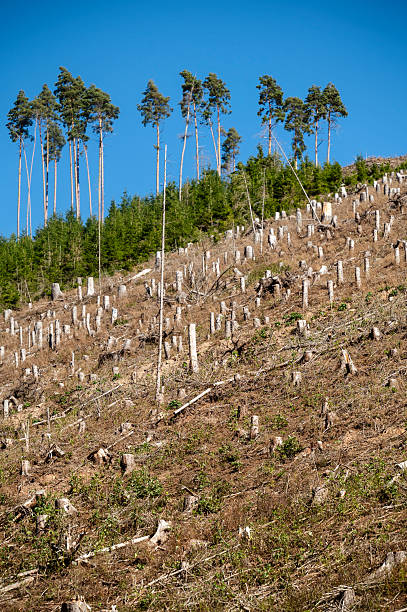 istock Damaged forest areas in Thuringia, Germany by heat and bark beetles 2236721791