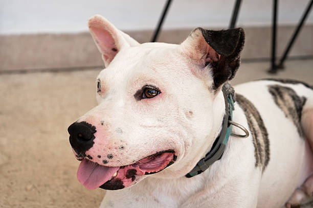 istock American staffordshire terrier panting and resting on a terrace 2236723193