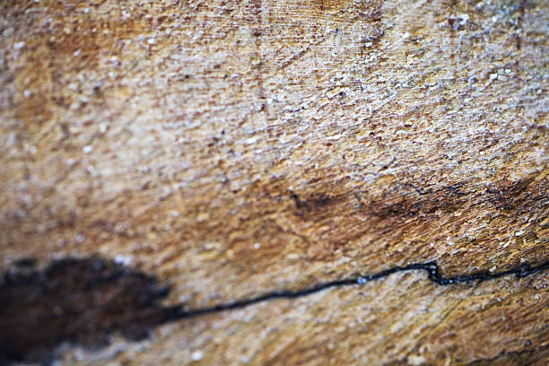 Close-Up Macro of a Tree Trunk Cross-Section with  Natural Growth Rings