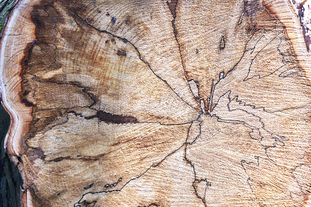 istock Close-Up Macro of a Tree Trunk Cross-Section with  Natural Growth Rings 2236724108
