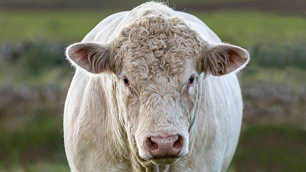 istock Young Charolais Bull Close-Up. 2236724232