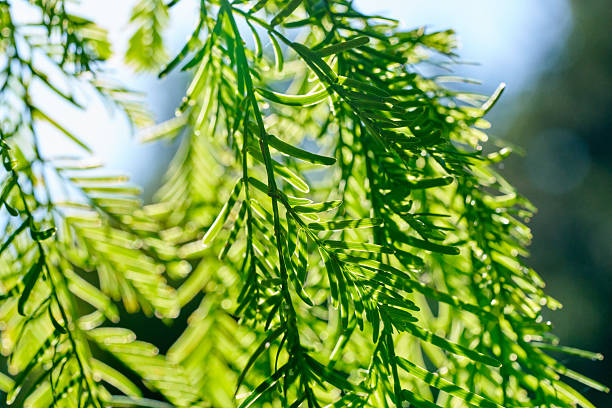 istock Close-up Macro of Green Yew Tree Needles on Sunlit Branches 2236724557