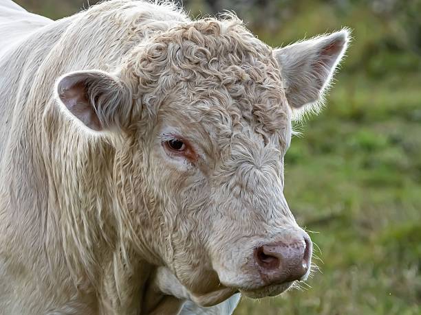 istock Side View Of Young Charolais Bull. 2236724774