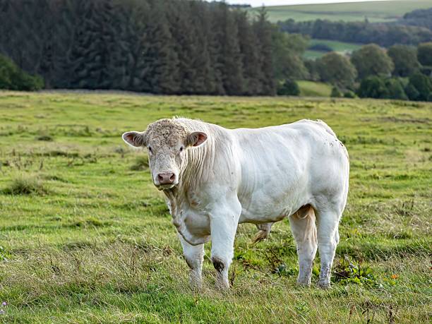 Young Charolais Bulls.