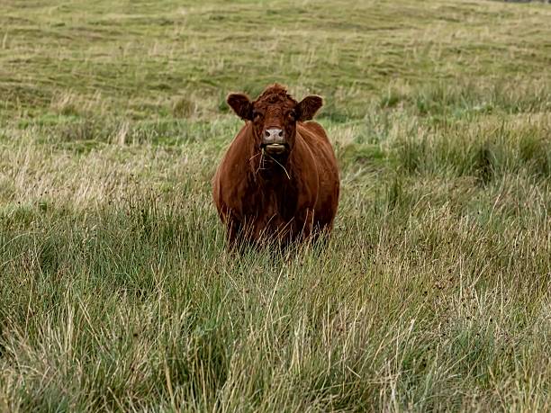 Grazing cows , green meadow  lanscape background.  A Mariña, Lugo province, Galicia, Spain.