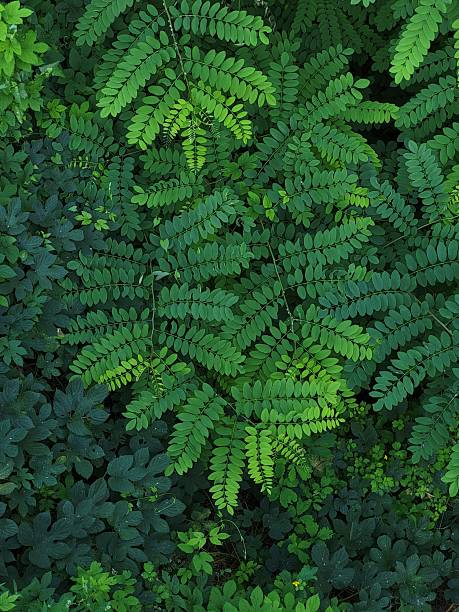 Green acacia leaves and wild plants background.