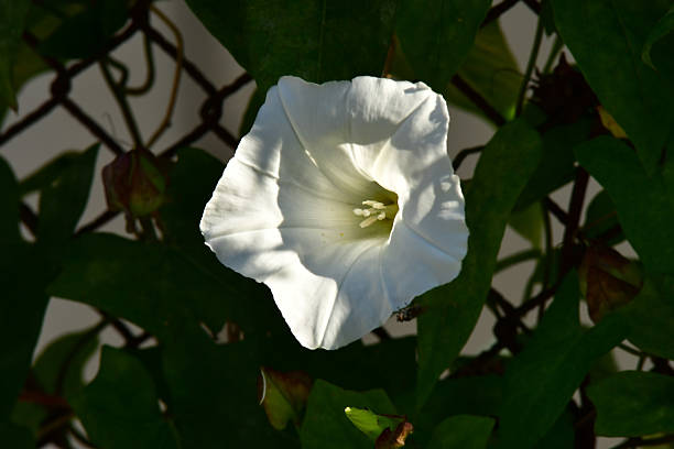 hedge-bindweed on a fence with white flower in backlit