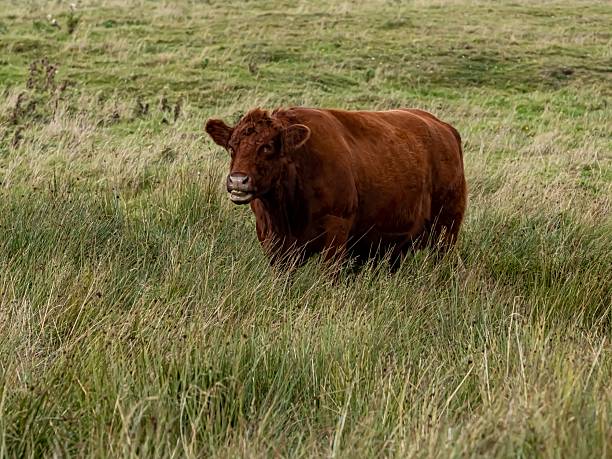 Young English Hereford Cow Looks At Camera From Field.