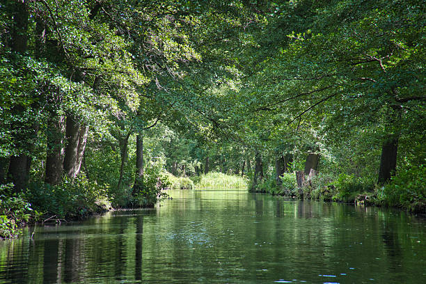 Image of a forest with a stream of water running through it. The stream is crossed from bank to bank by a thin tree that once fell. In the water is reflected the tree with its branches without any leaves.