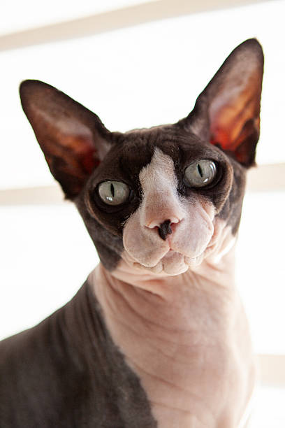istock Vertical closeup of sphynx cat indoors 2236729028