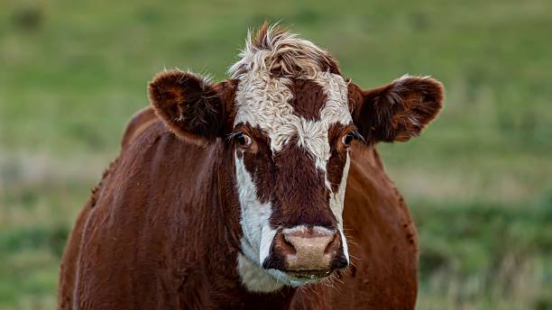 istock Spotted-Faced English Hereford Cow. 2236731161